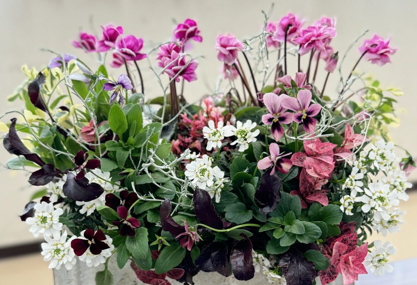 失敗しないガーデンシクラメンのギャザリングとは