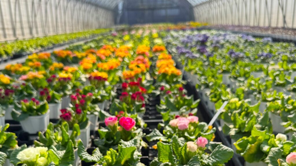 プリムラのハウスでの様子