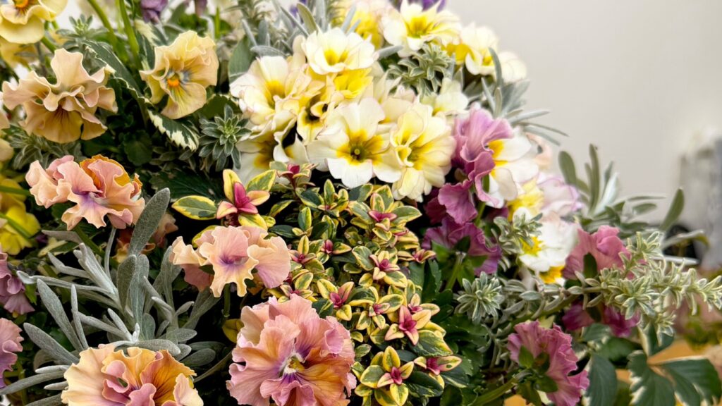 プリムラを使ったギャザリング