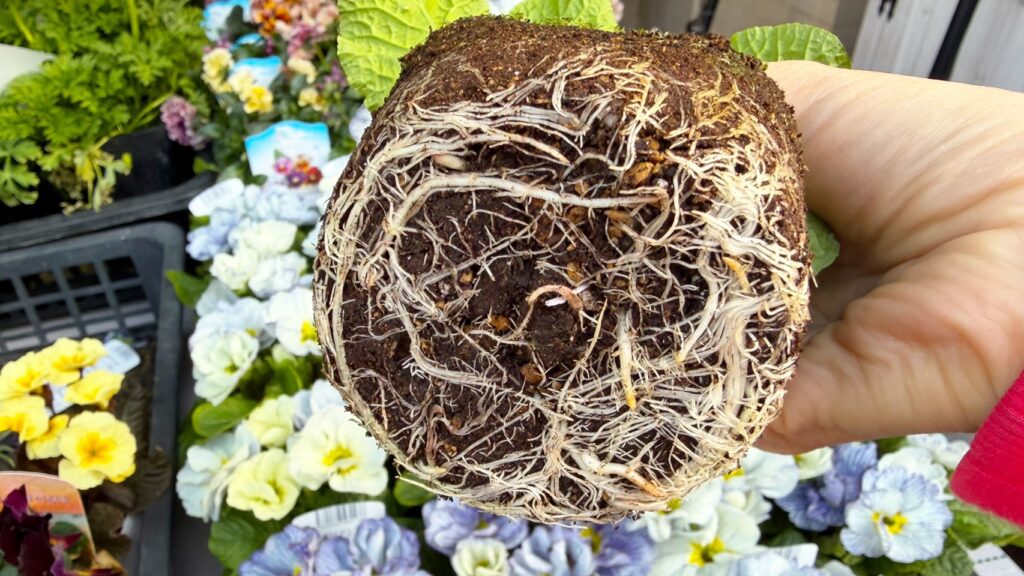 プリムラの根。直根の様子