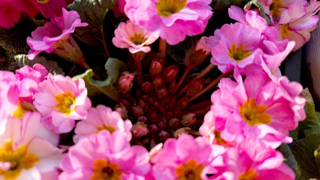 プリムラの花付き良いものの例