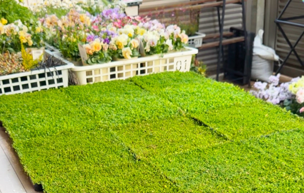 ベビーティアーズとの付き合い方